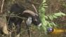 Goats hired by Naperville park to devour weeds