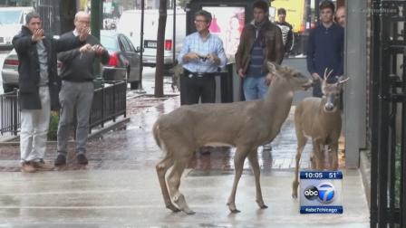 Deer spotted walking along State in Gold Coast