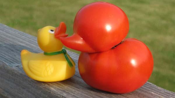 Judy lives on a small lake that has ducks and so she finds the tomatos shape amusing.