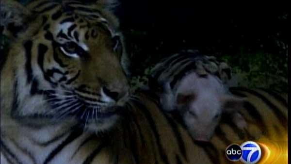 Tigers and pigs living together? It sounds unusual, but in Thailand a 6-year old tiger is taking care of some piglets as if they were her own.