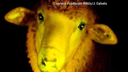 Genetically modified sheep glow in the dark