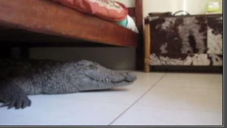 A crocodile was under the bed at a cabin in an African hunting lodge, and apparently spent the entire night there.
