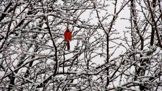 Send your snow photos to USeeIt@abc7chicago.com