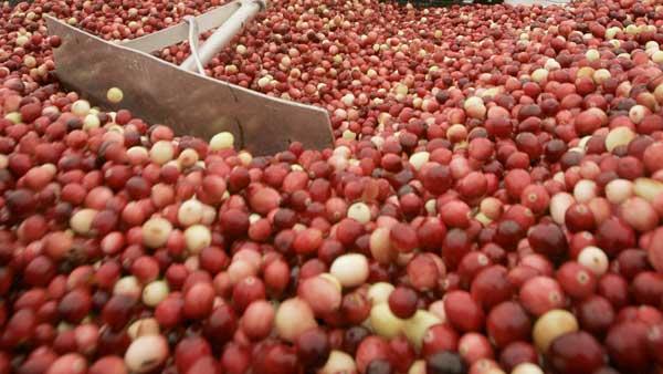 AP photo of a cranberry grower harvesting his crop.