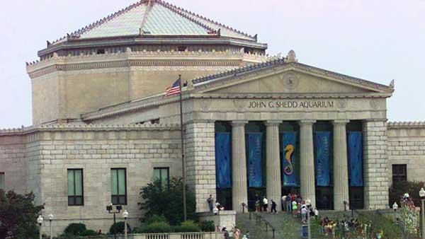  Chicagos Shedd Aquarium 
