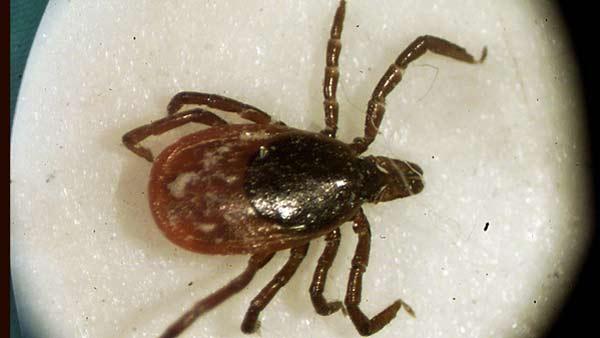 A female deer tick seen under a microscope at a University of Rhode Island lab.