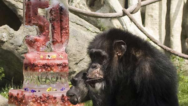 Keo, a male chimpanzee at Lincoln Park Zoo in Chicago celebrates his 50th birthday today (June 26) with an enormous fruit-filled ice cake created by Nadeaus Ice Sculptures, Inc. Keo is pictured here in front, and Vicky a female chimpanzee in his troop is behind him. (Photo: Greg Neise, Lincoln Park Zoo)