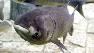 Asian Carp (file)