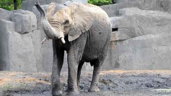 Brookfield Zoos Joyce, a 26-year-old African elephant. Photo courtesy of brookfieldzoo.org.