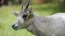 Addax antelope born at Brookfield Zoo