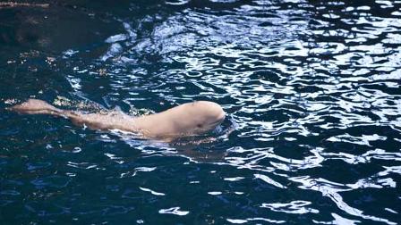 Nayas new calf. Photo from Shedd Aquarium.