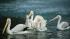 Pelicans released into a pool at Brookfield Zoo...