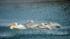 Pelicans released into a pool at Brookfield Zoo...