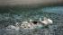 Pelicans released into a pool at Brookfield Zoo...