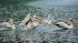 Pelicans released into a pool at Brookfield Zoo...