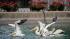 Pelicans released into a pool at Brookfield Zoo...