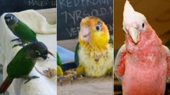 Police are investigating separate cases of three stolen pet birds worth almost $5,000 total in the western suburbs.