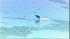 A coyote was spotted floating on a piece of ice...