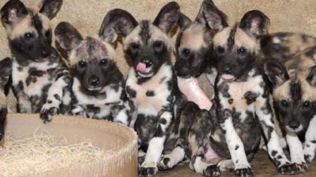 African wild dog puppies, born at Brookfield Zoo on November 26, 2010.