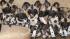 African wild dog puppies, born at Brookfield Zoo...