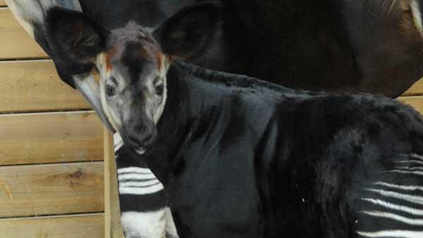 Baby Okapi at Brookfield Zoo