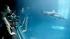 Shedd Aquariums Pacific white-sided dolphin...