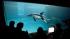 Shedd Aquariums Pacific white-sided dolphin...