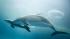 Shedd Aquariums Pacific white-sided dolphin...