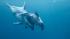 Shedd Aquariums Pacific white-sided dolphin...
