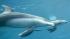Shedd Aquariums Pacific white-sided dolphin...