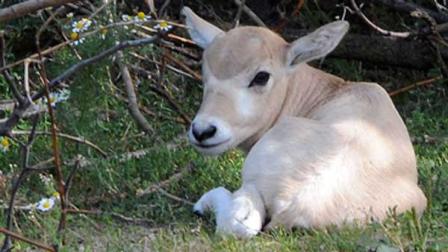A female addax calf born July 9 at Brookfield Zoo.