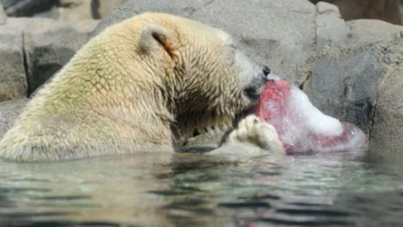 Hudson, a 4-year-old polar bear at Brookfield Zoo enjoys an ice block filled with a variety of fruits.