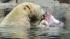 Hudson, a 4-year-old polar bear at Brookfield Zoo enjoys an ice block filled with a variety of fruits.
