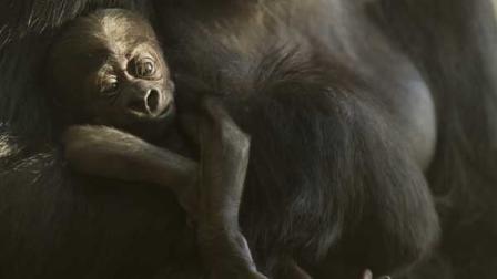 <a hrefhttp://abclocal.go.com/wls/story?sectionnews/local/mathie&id8441706>Proud, protective papa Kwan shows off his baby gorilla at Lincoln Park Zoos Regenstein Center for African Apes in November 2011.</a>