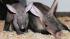 A baby aardvark with mom, Jessi, at Brookfield...