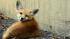 A family of foxes was spotted near Northwestern University's library on the Evanston campus. 