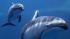 It's a boy! The Shedd Aquarium announced on June 12, 2012, that its two-week-old Pacific-sided dolphin and his mother are getting along swimmingly. The male calf still has to reach many milestones, according to Shedd staff. 