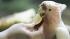 Cookie, a Major Mitchell's cockatoo, bites into an apple at the Chicago Zoological Society's Brookfield Zoo in Brookfield, Ill., on Feb. 12, 2008. (FILE)