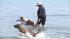Dogs stay cool at Montrose Beach