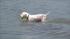 Dogs stay cool at Montrose Beach