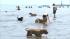 Dogs stay cool at Montrose Beach