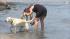 Dogs stay cool at Montrose Beach
