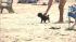 Dogs stay cool at Montrose Beach