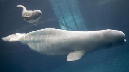 Baby beluga born at Shedd Aquarium