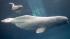 Baby beluga born at Shedd Aquarium