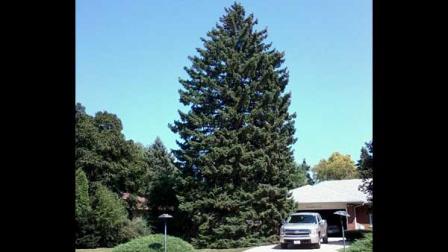 This tree will serve as the 99 th Annual Chicago Christmas Tree in Daley Plaza.