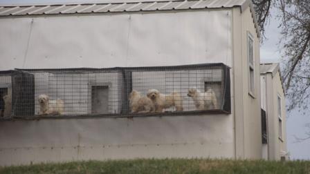 An alleged puppy mill, provided by the Humane Society of the United States