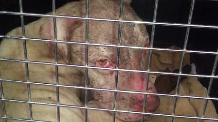 The Cook County Sheriff has charged William Roberson with two counts of felony aggravated cruelty to animals and nine misdemeanors.