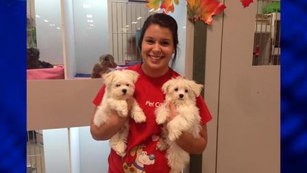 Two of the three puppies returned unharmed after being stolen from PetLand stores n Bolingbrook and Naperville.