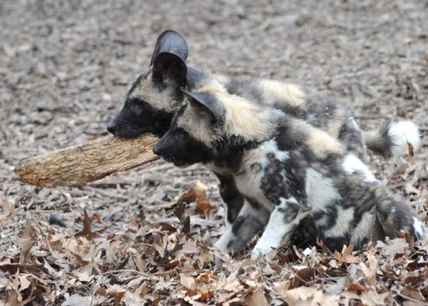 Back in November, at Brookfield Zoo, an African...